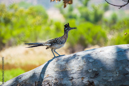 Roadrunner