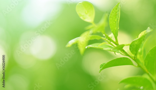 Closeup of Nature view of green leaves on blurred greenery background in forest. Focus on leaf and shallow depth of field.