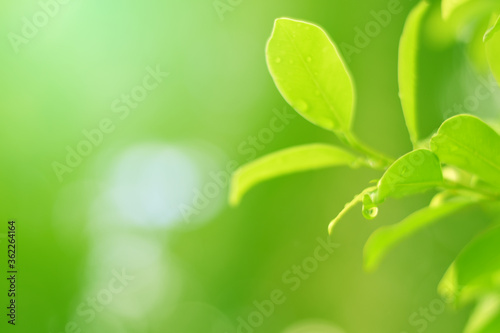 Closeup of Nature view of green leaves that have been eaten by a worm on blurred greenery background in forest. Leave space for letters, Focus on leaf and shallow depth of field.