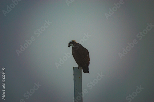 Perched Osprey