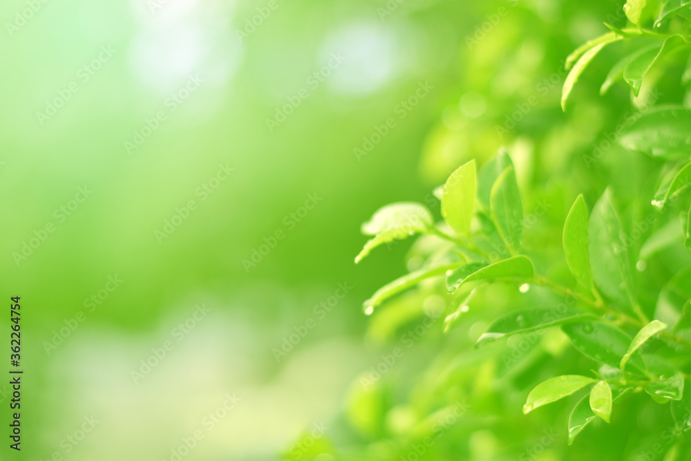 Closeup of Nature view of green leaves that have been eaten by a worm on blurred greenery background in forest. Leave space for letters, Focus on leaf and shallow depth of field. Closeup of Nature view of green leaves that have been eaten by a worm on blurred greenery background in forest. Leave space for letters, Focus on leaf and shallow depth of field.