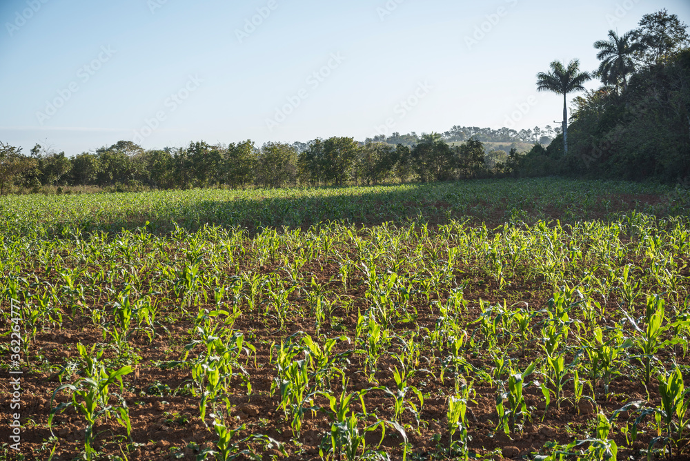 Plantación de maíz en Viñales Cuba