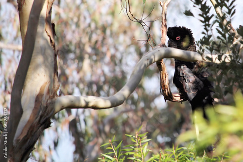 Wild Yellow-tailed Black Cockatoo (Calyptorhynchus funereus), male, South Australia photo