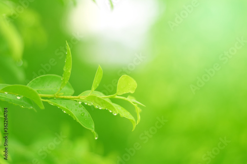 Closeup of Nature view of green leaves on blurred greenery background in forest. Focus on leaf and shallow depth of field.