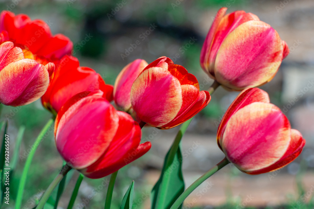 Group of colorful tulip. Real live red tulips blooming in early spring in the garden. lit by sunlight. Soft selective focus, tulip close up, toning. Bright colorful tulip photo background Group of colorful tulip. Real live red tulips blooming in early spring in the garden. lit by sunlight. Soft selective focus, tulip close up, toning. Bright colorful tulip photo background