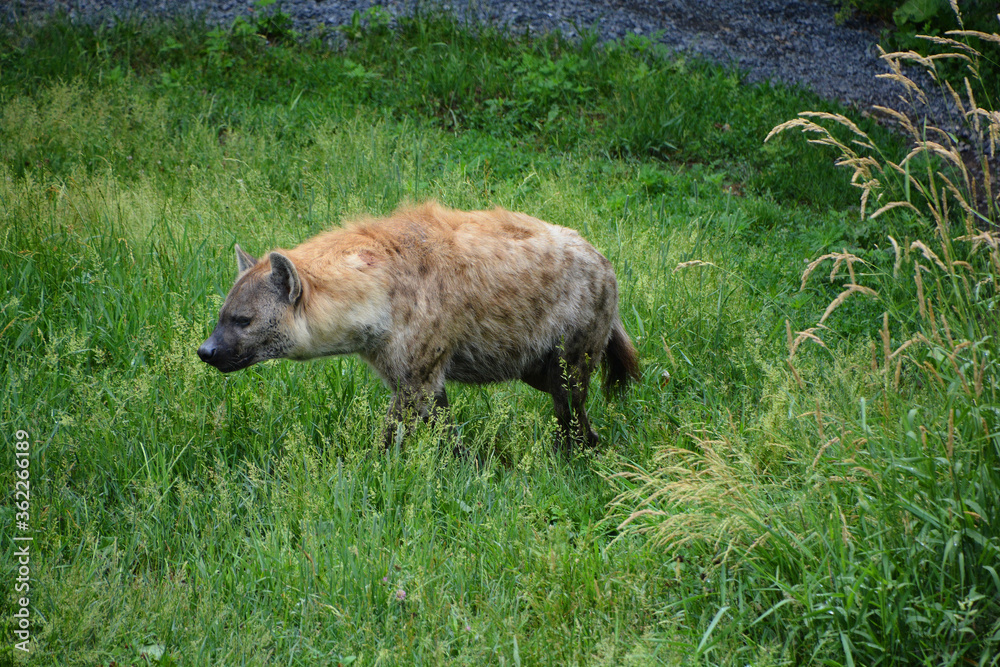 Spotted hyena (Crocuta crocuta), also known as the laughing hyena,is a