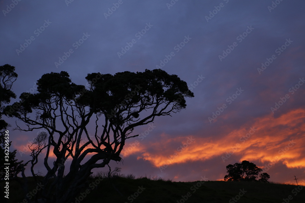 Silhouette of Australian trees during sunset