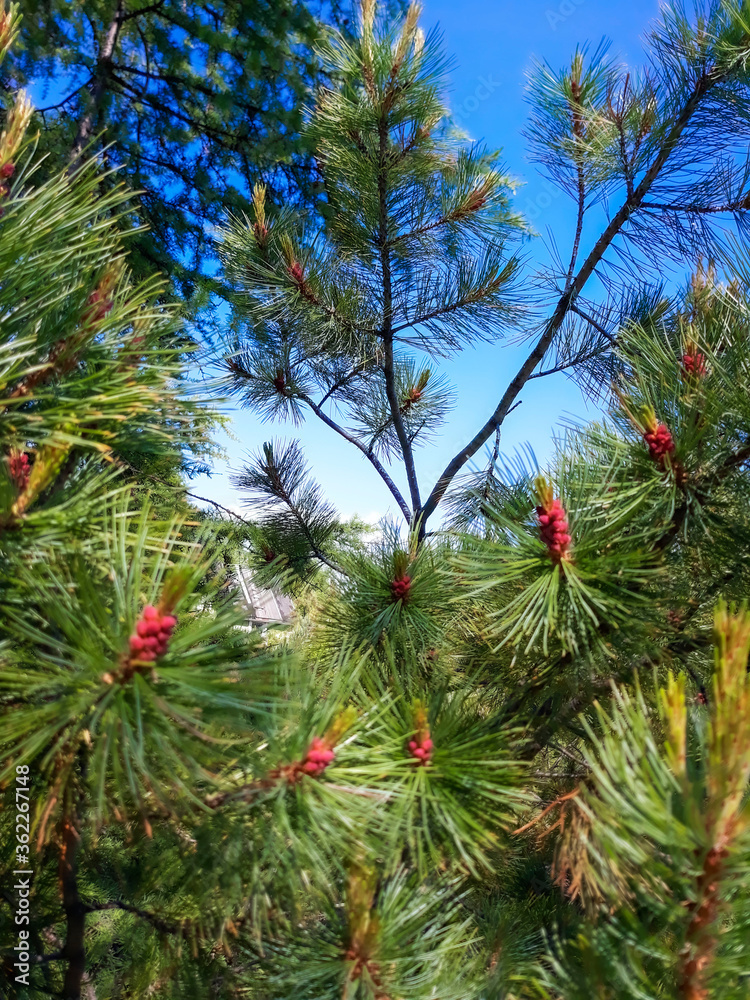 christmas tree branches christmas tree branches