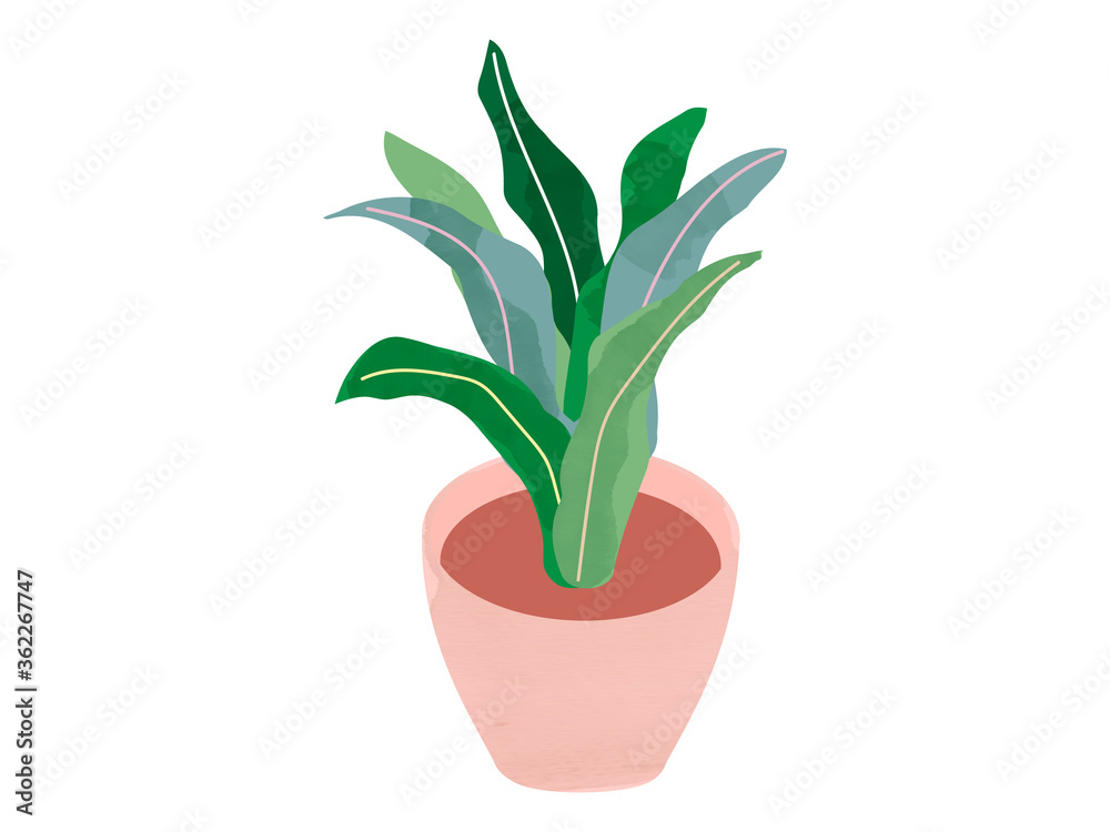 Vector illustration of decorative green houseplants in pot. natural home decor.