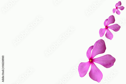 pink color flower isolated with white background