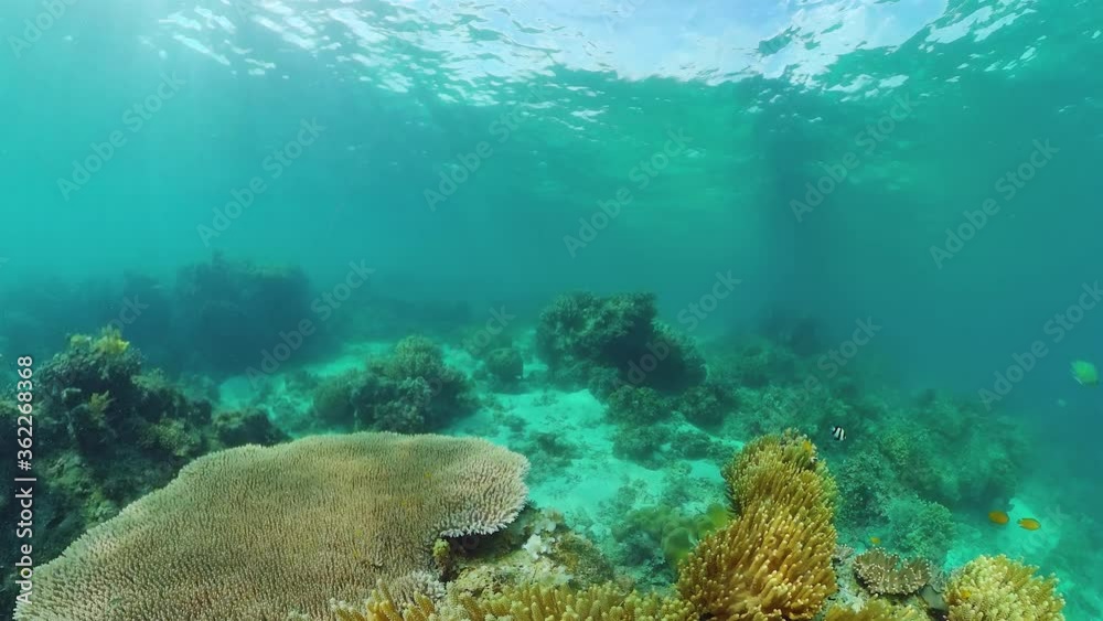Beautiful underwater world with coral reef and tropical fishes. Panglao, Philippines. Travel vacation concept
