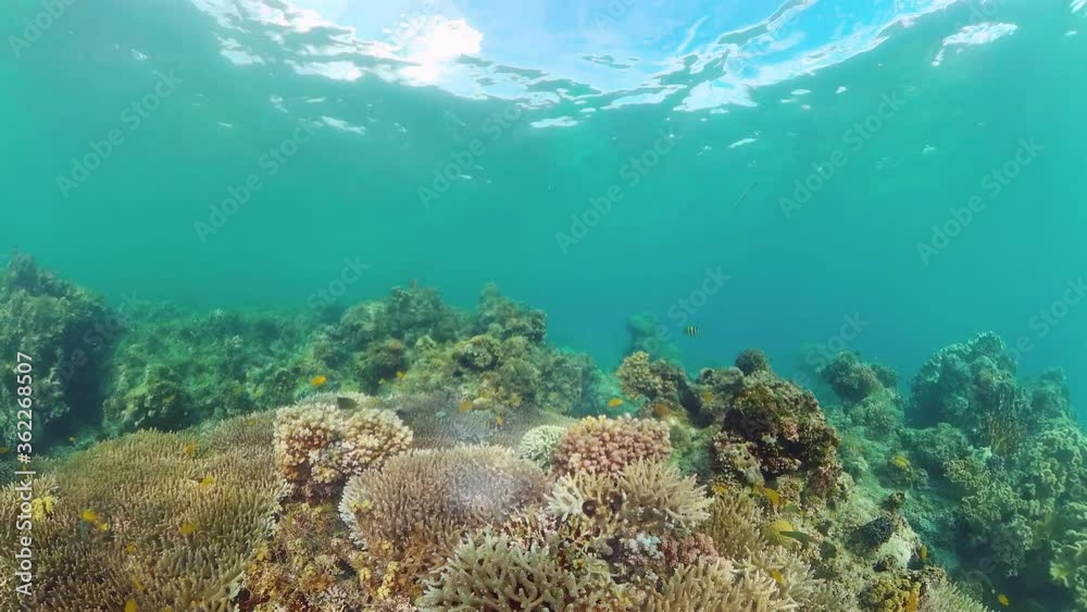 Underwater Scene Coral Reef. Underwater sea fish. Tropical reef marine. Colourful underwater seascape. Panglao, Bohol, Philippines. Underwater Scene Coral Reef. Underwater sea fish. Tropical reef marine. Colourful underwater seascape. Panglao, Bohol, Philippines.