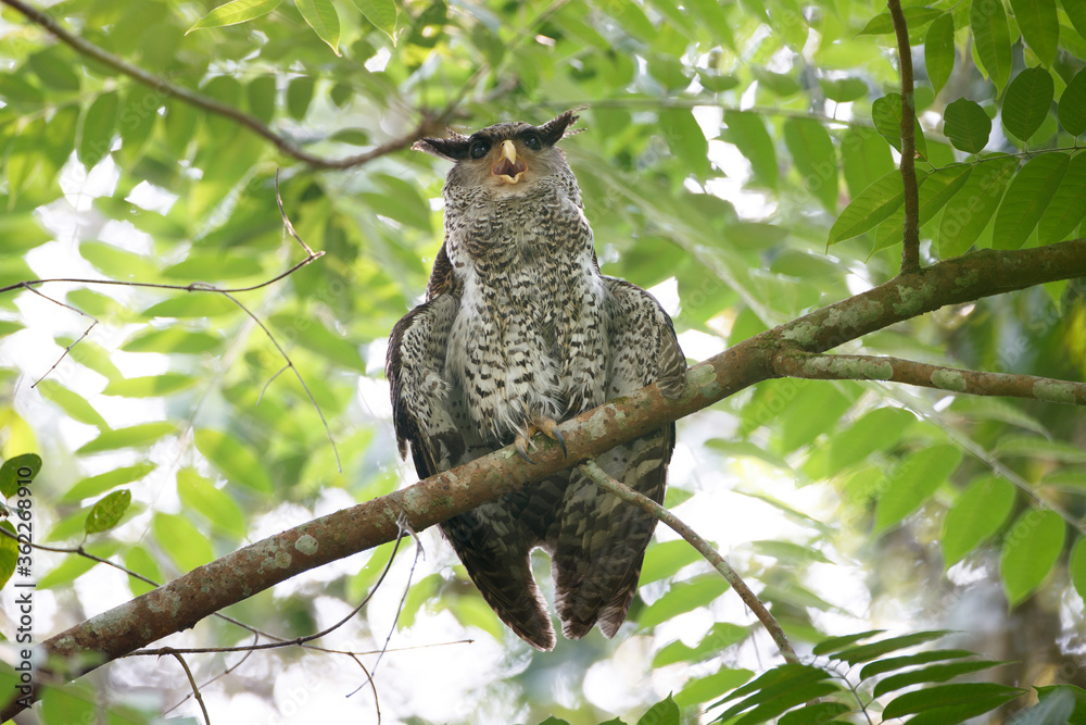Obraz premium Beautiful subacute Spot-bellied eagle-owl, high angle view, front shot, sitting and dressed upon the branch in tropical forest, national park in lower central of Thailand.