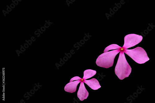 pink color flower isolated with black background
