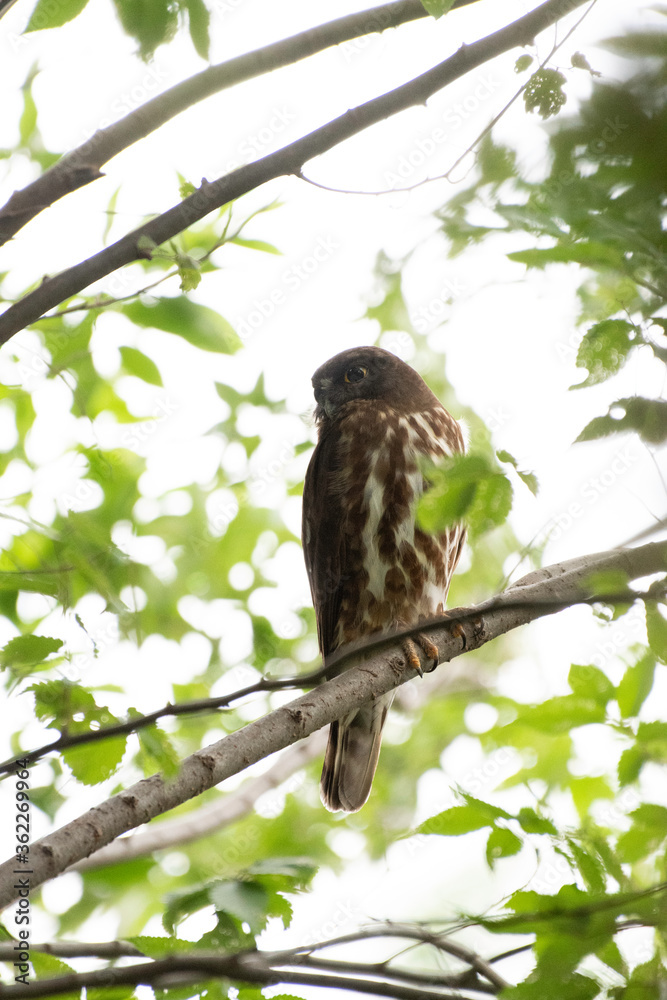 Brown hawk-owl in a temple of Tokyo Brown hawk-owl in a temple of Tokyo