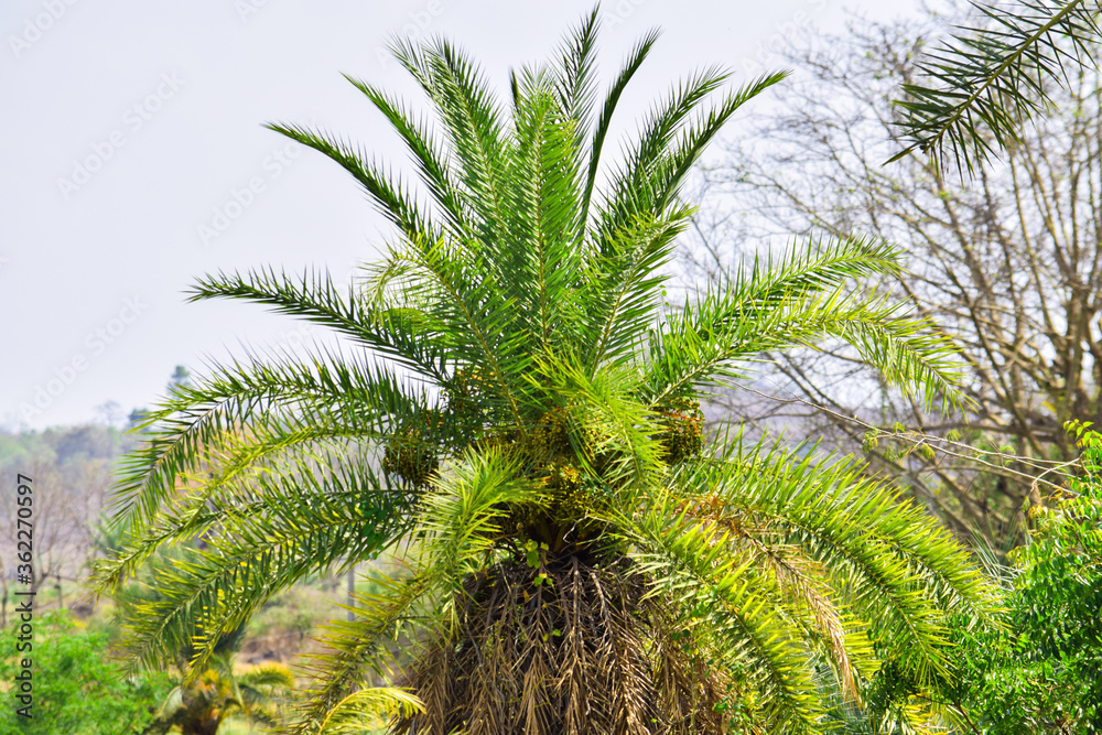 group of fresh green palm trees at village group of fresh green palm trees at village