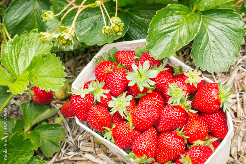 detail of a strawberry plant growing in organic garden with a carton punnet full of ripe strawberries