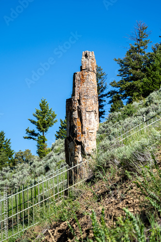 Petrified tree in Yellowstone National Park during summer. Portrait view photo