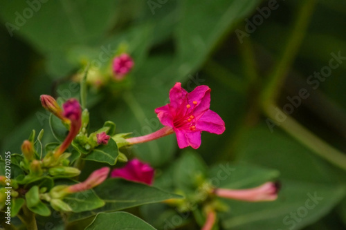 beautiful pink color flower on background flowers with blur