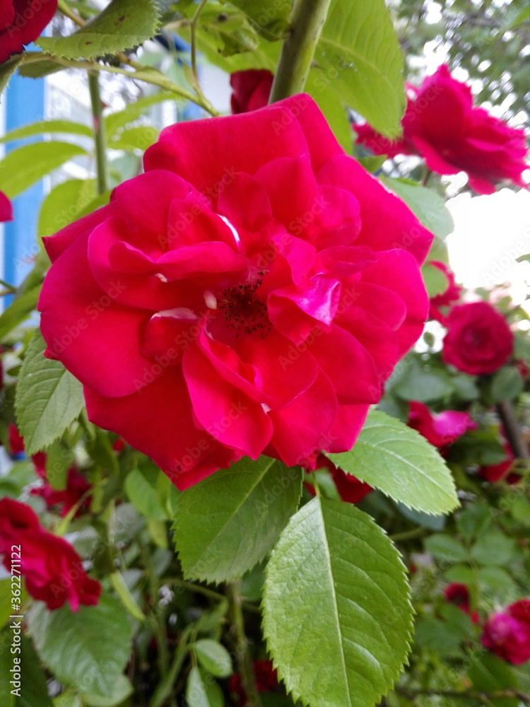 red rose in garden