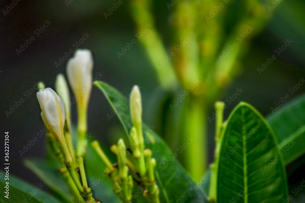 fresh white flower bud in the garden, beautiful fresh flower fresh white flower bud in the garden, beautiful fresh flower