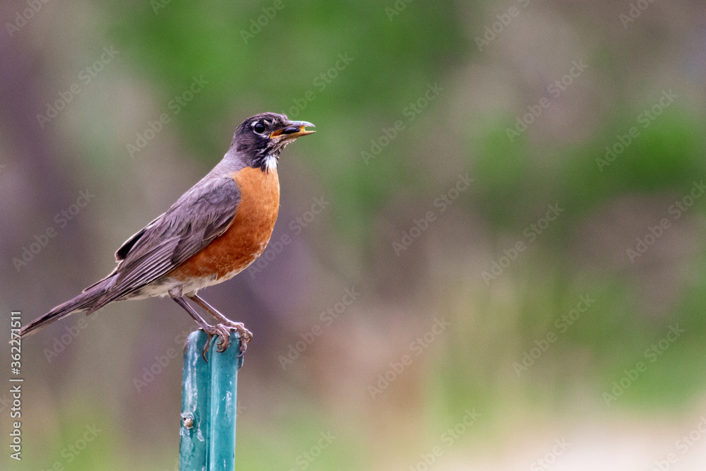 Robin on Metal Post Robin on Metal Post
