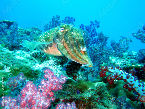 Giant cuttlefish hovering over a coral reef in Thailand © Samantha