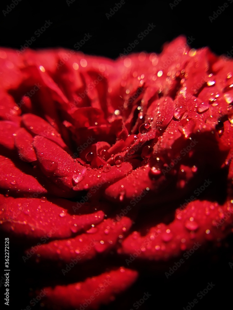 red rose with water droplets red rose with water droplets