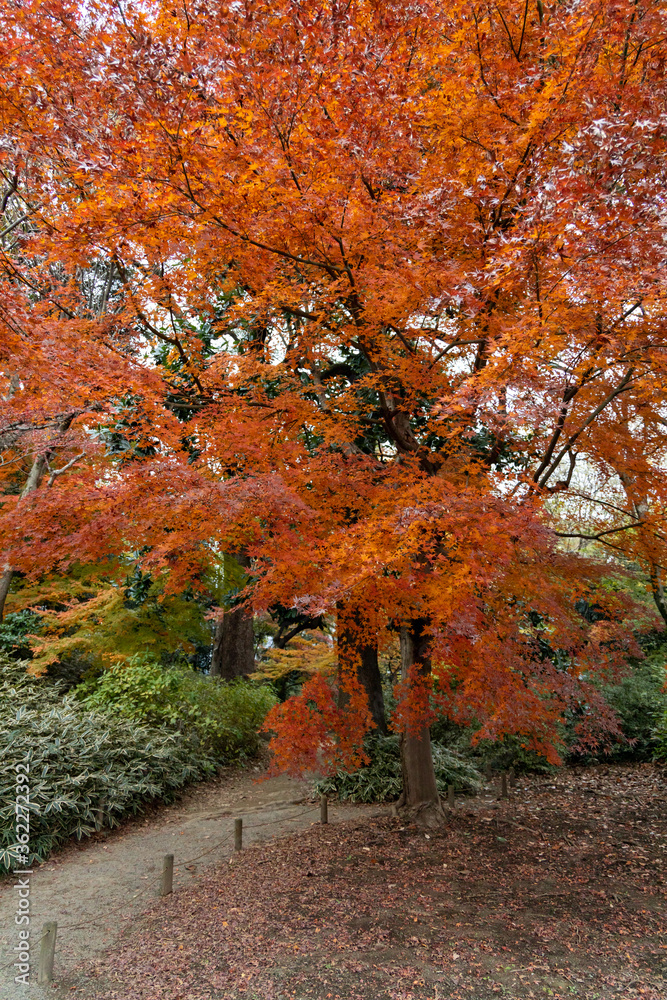 Naklejka premium 六義園の紅葉