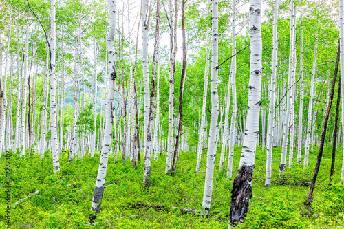 Green quaking aspen forest trees pattern in summer on Kebler Pass in Colorado in National Forest park mountains lush