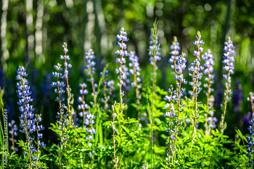 Obraz premium Group of blue purple lupine flowers in forest meadow in Snowmass Village in Aspen, Colorado many colorful wildflowers with sunlight and blurry background