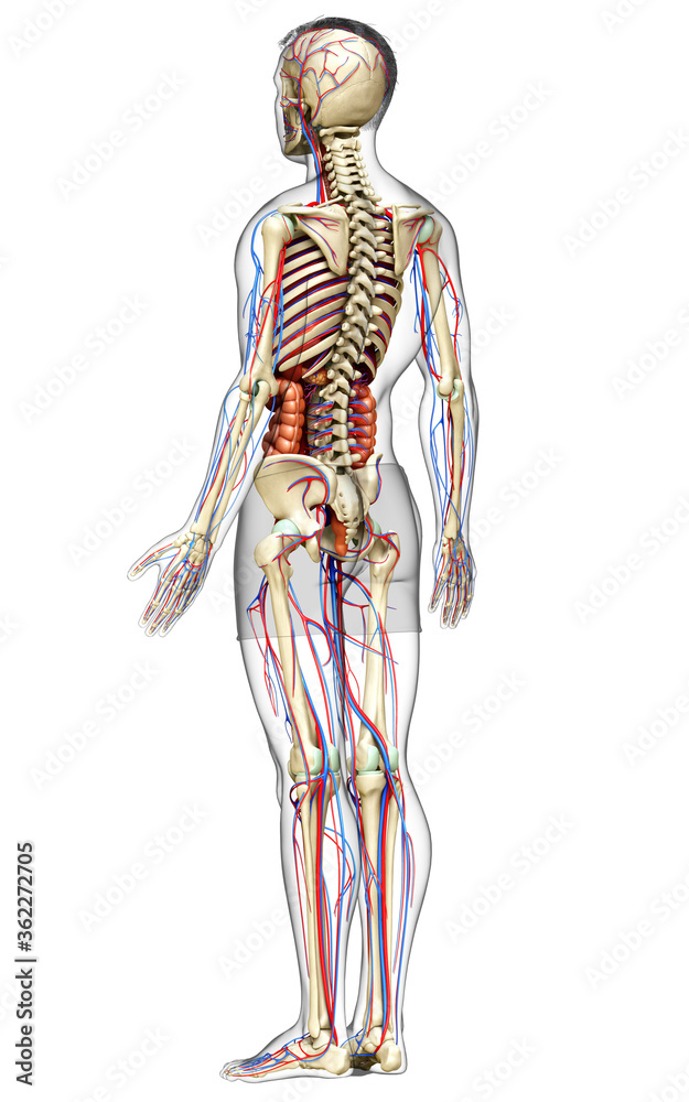 3d rendered medically accurate illustration of male Internal organs, skeleton and circulatory system 3d rendered medically accurate illustration of male Internal organs, skeleton and circulatory system