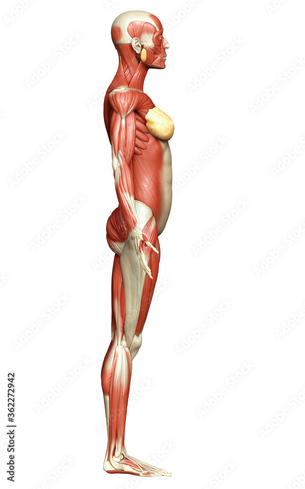 3d rendered medically accurate illustration of a female muscle system 3d rendered medically accurate illustration of a female muscle system