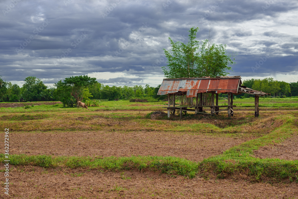 Obraz premium Old cottage in the field