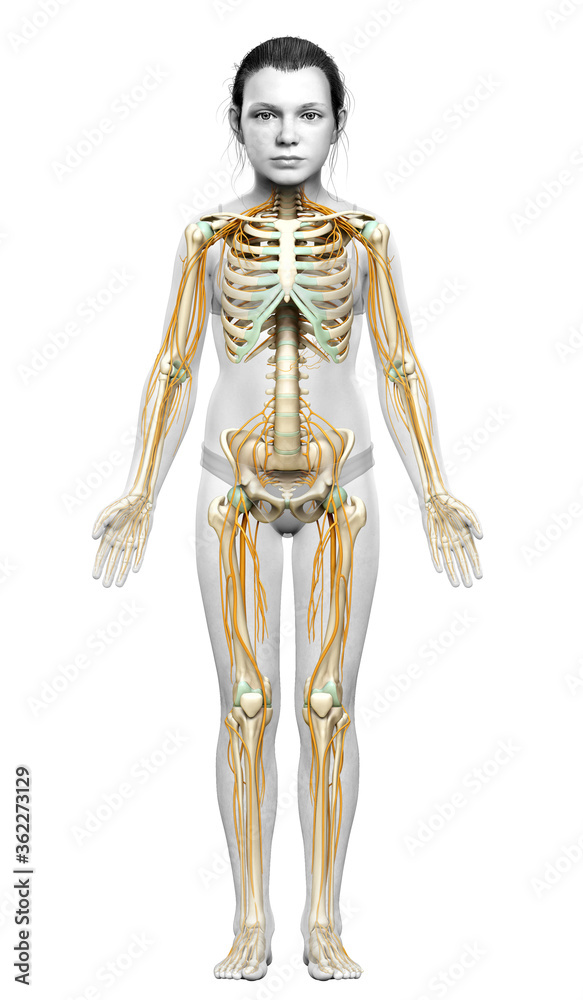 3d rendered medically accurate illustration of a young girl nervous system and skeleton system 3d rendered medically accurate illustration of a young girl nervous system and skeleton system