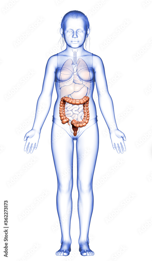 3d rendered, medically accurate illustration of girl large intestine anatomy 3d rendered, medically accurate illustration of girl large intestine anatomy