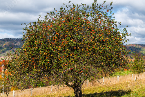 Autumn apple tree large plant in orchard with many red fruit hanging at farm landscape in Blue Grass, Highland County, Virginia