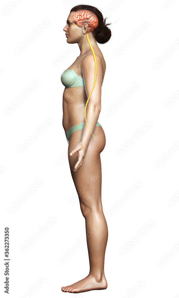 3d rendered medically accurate illustration of the brain 3d rendered medically accurate illustration of the brain
