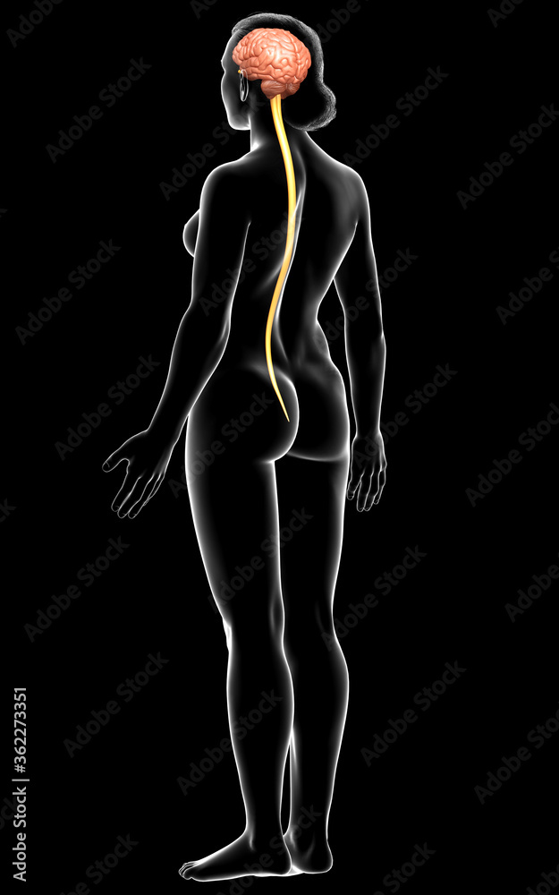 3d rendered medically accurate illustration of the brain 3d rendered medically accurate illustration of the brain