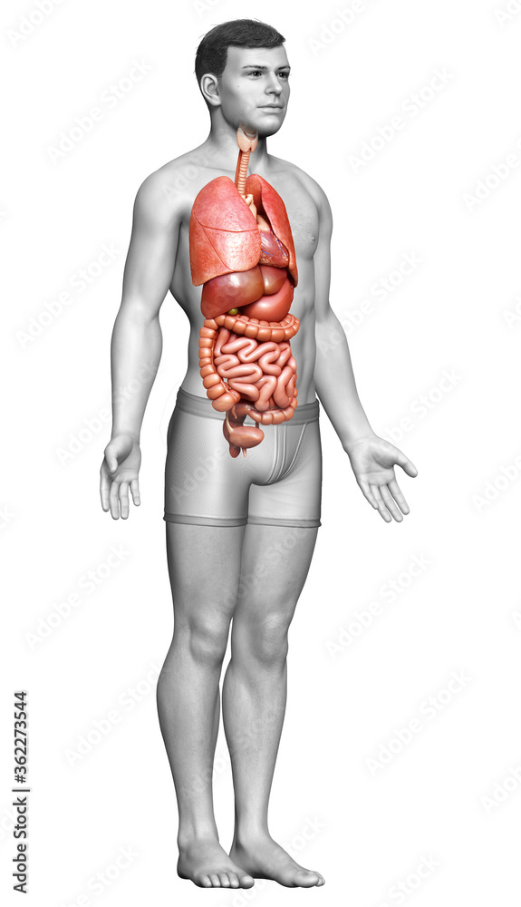 3d rendered medically accurate illustration of male  Internal organs