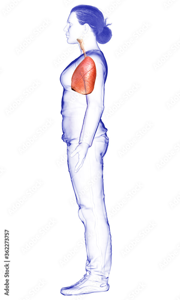 3d rendered, medically accurate illustration of a female lung anatomy 3d rendered, medically accurate illustration of a female lung anatomy