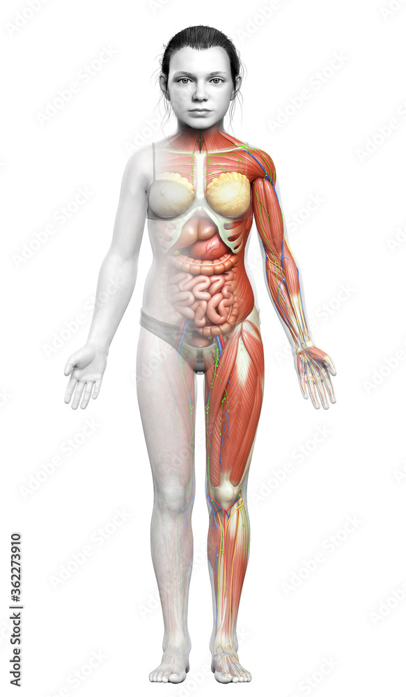 3d rendered medically accurate of the young girl anatomy 3d rendered medically accurate of the young girl anatomy