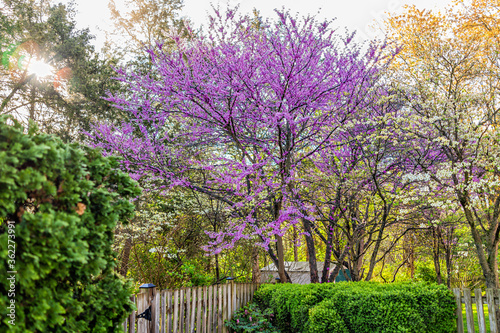 Idyllic garden in Virginia with wooden fence entrance by bushes and redbud pink purple spring springtime flowers on tree and sun in sky with nobody