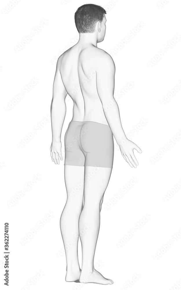 3d rendered illustration of the male body