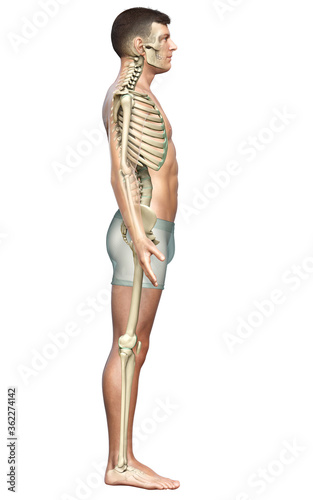 3d rendered, medically accurate illustration of a male skeleton system