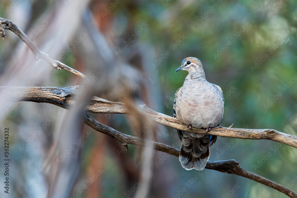A Common Bronzewing (Phaps chalcoptera). A medium-sized, heavily built pigeon with a clear white line below and around the eye and patches of green, blue and red in the wing. A Common Bronzewing (Phaps chalcoptera). A medium-sized, heavily built pigeon with a clear white line below and around the eye and patches of green, blue and red in the wing.