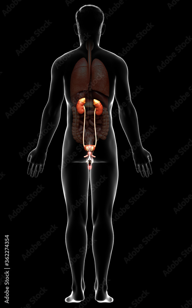3d rendered, medically accurate illustration of the kidneys 3d rendered, medically accurate illustration of the kidneys