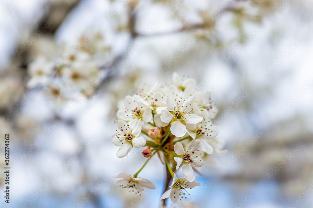 White cherry blossom sakura tree flower cluster macro closeup on branch in spring in northern Virginia with bokeh blurry background White cherry blossom sakura tree flower cluster macro closeup on branch in spring in northern Virginia with bokeh blurry background