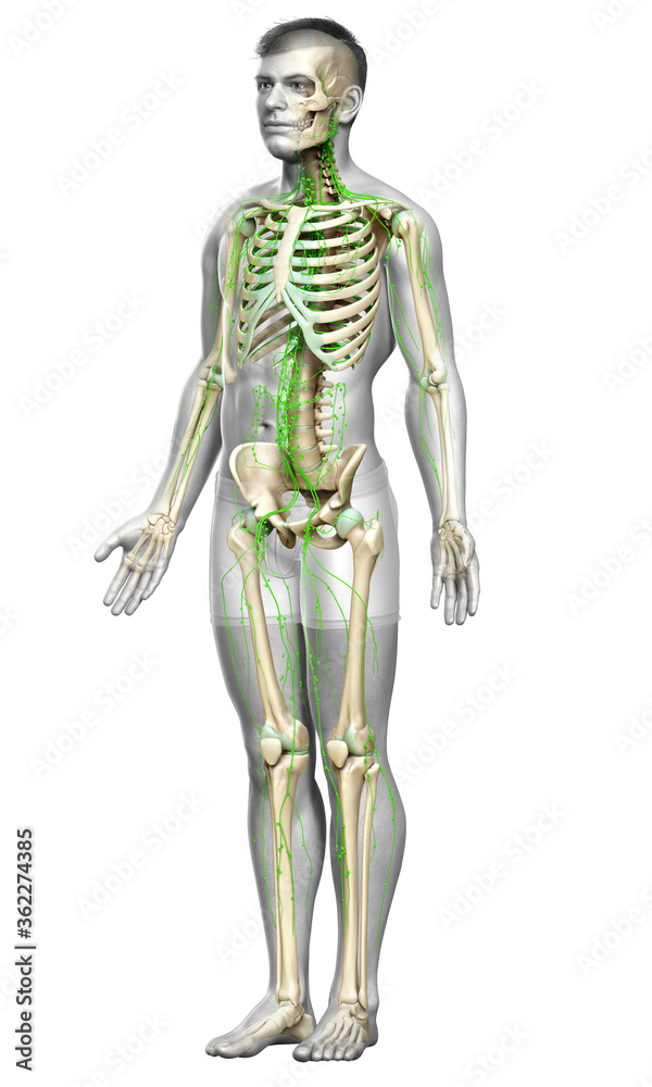 3d rendered medically accurate illustration of a male lymphatic system 3d rendered medically accurate illustration of a male lymphatic system