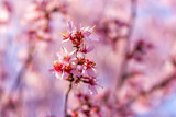 Pink cherry blossom sakura tree flower cluster macro closeup on branch in spring in northern Virginia with bokeh blurry background